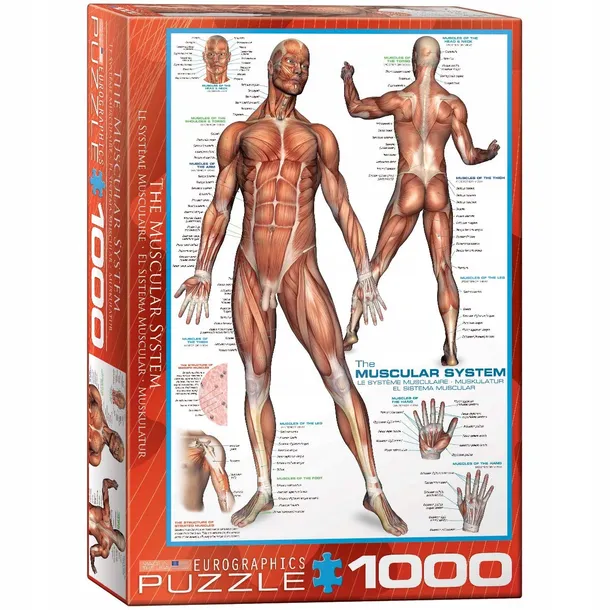 puzzle-1000-the-muscular-system-6000-2015-waga-z-opakowaniem-0-3-kg