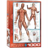 puzzle-1000-the-muscular-system-6000-2015-waga-z-opakowaniem-0-3-kg