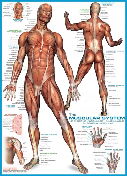 puzzle-1000-the-muscular-system-6000-2015-wiek-gracza-8-11-lat