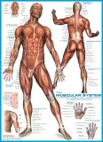 puzzle-1000-the-muscular-system-6000-2015-wiek-gracza-8-11-lat