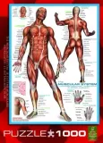 puzzle-1000-the-muscular-system-6000-2015-minimalna-liczba-graczy-1
