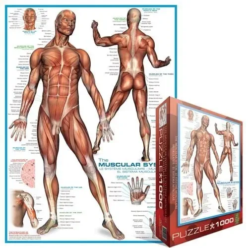 puzzle-1000-the-muscular-system-6000-2015-wersja-jezykowa-gry-angielska