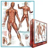 puzzle-1000-the-muscular-system-6000-2015-wersja-jezykowa-gry-angielska