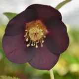 ciemiernik-single-super-yellow-red-purple