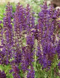 szalwia-omszona-rugen-salvia-nemorosa