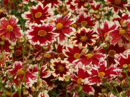 nachylek-ruby-frost-sadzonka-p9-czerwono-rozowy-bylina