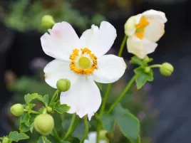 zawilec-japonski-pretty-lady-maria-sadzonka-p9-bialy-kwitnie-jesienia