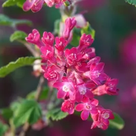 porzeczka-krwista-pulborough-scarlet-sadzonka-w-pojemniku-2l