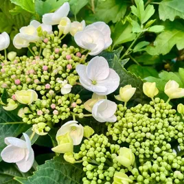 hortensja-ogrodowa-libelle-p9-c1