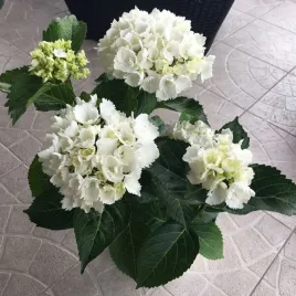 hortensja-ogrodowa-soeur-therese-p9-c1