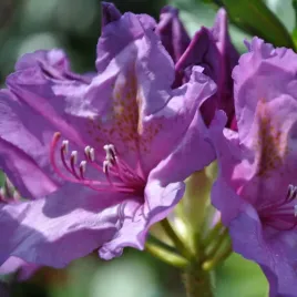 rododendron-azalia-catawbiense-grandiflorum-sadzonka-w-pojemniku-2l