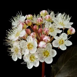 pecherznica-kalinolistna-red-baron-sadzonka-w-pojemniku-2l