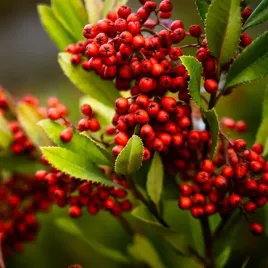 jarzebina-sadzonka-w-pojemniku-2l