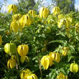 clematis-botaniczny-bill-mackenzie-poj-4l