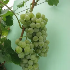 winorosl-seyval-blanc-poj-2l