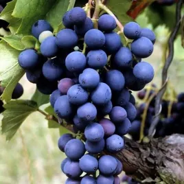 winorosl-marechal-foch-sadzonka-w-pojemniku-2l