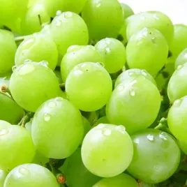 winorosl-solaris-sadzonka-w-pojemniku-2l