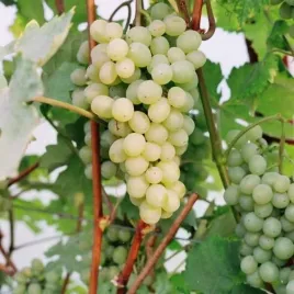winorosl-refren-sadzonka-w-pojemniku-2l