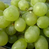 winorosl-seneca-p9-c1-rodzaj-rosliny-winorosl-ozdobna