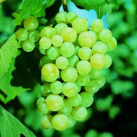 winorosl-pinot-blanc-sadzonka-w-pojemniku-2l