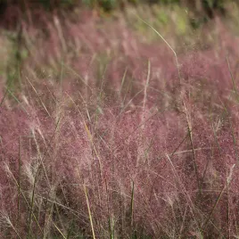 milka-okazala-poj-2l