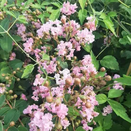 lagerstremia-indyjska-jasny-roz-bez-poludnia-p9-c1