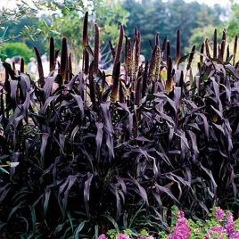 rozplenica-perlowa-purple-baron-p9