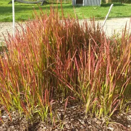 imperata-cylindryczna-red-baron-p9-c1