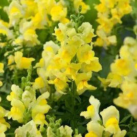 lwia-paszcza-wysoka-zolta-pachnace-kwiaty-swieze-nasiona-kwiatow-wysokie