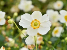 zawilec-summer-breeze-snow-sadzonka-p9-bialy-bylina-kwitnie-latem