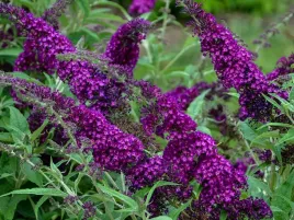 budleja-davida-magenta-munchkin-sadzonka-p9-fioletowa-karlowa-motyli-krzew