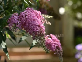budleja-davida-pink-cascade-sadzonka-p9-rozowe-kwiaty-motyli-krzew