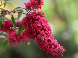 budleja-davida-prince-charming-sadzonka-p9-ciemnorozowe-kwiaty