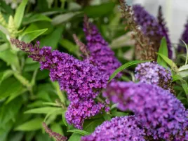 budleja-dawida-butterfly-candy-little-purple-sadzonka-p9-niska-odmiana