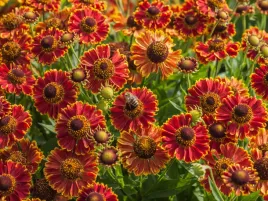 dzielzan-jesienny-bandera-sadzonka-p9-pomaranczowy-jesienne-kwiaty