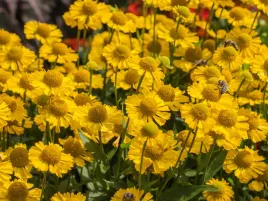 dzielzan-ogrodowy-mariachi-sombrero-sadzonka-p9-zolte-kwiaty