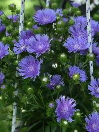 stokezja-gladka-mel-s-blue-sadzonka-p9-fioletowe-kwiaty