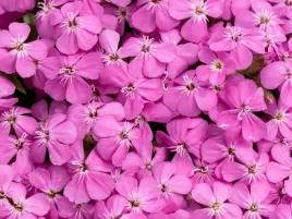 mydlnica-ogrodowa-bressingham-pink-sadzonka-p9-rozowe-kwiaty-na-skalniak