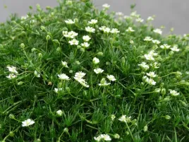 karmnik-oscisty-green-moss-sadzonka-p9-bylina-okrywowa-mech