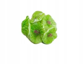 ozdoba-do-akwarium-dekoracja-koralowiec-zielony