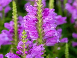 odetka-wirginijska-vivid-sadzonka-p9-rozowe-kwiaty-bylina