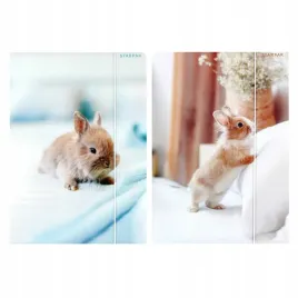 teczka-z-gumka-a4-krolik-starpak-559727-1-szt