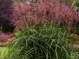 miskant-chinski-malepartus-sadzonka-p9-trawa-ozdobna-do-ogrodu