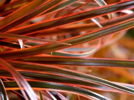 trawa-uncinia-czerwonawa-everflame-sadzonka-p9-ognista-czerwona-trawa