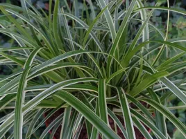 turzyca-morrowa-ice-dance-sadzonka-p9-trawa-ozdobna-zimozielona