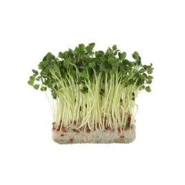 kielki-rzodkiewki-ok-250-g-bio