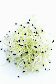 kielki-pora-ok-160-g