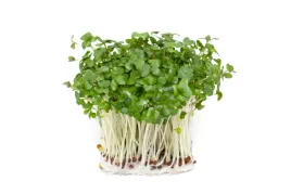 kielki-brokula-ok-200-g-bio