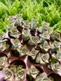 crassula-perforata-grubosz-dziurkowany-sukulent-nazwa-rosliny-inny