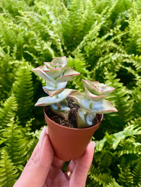 crassula-perforata-grubosz-dziurkowany-sukulent-rodzaj-rosliny-sukulenty-kod-producenta-crassula-perforata-8-15